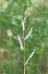 Saltmeadow cordgrass